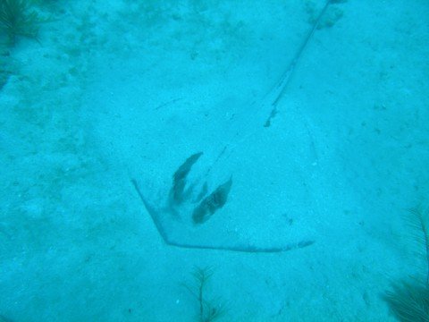 diving 9
